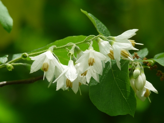 {Styrax grandifolius}